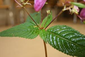 Imp glandulifera (serrated red-tipped leaves-Colette O'Flynn