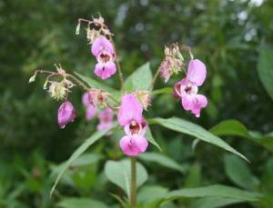 Impatiens glandulifera-Colette O'Flynn