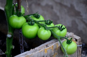 Tomatoes